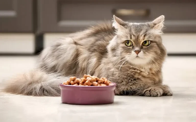 Los beneficios de extruir comida para gatos