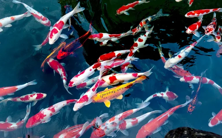 Kelebihan mesin penyemperit makanan ikan terapung